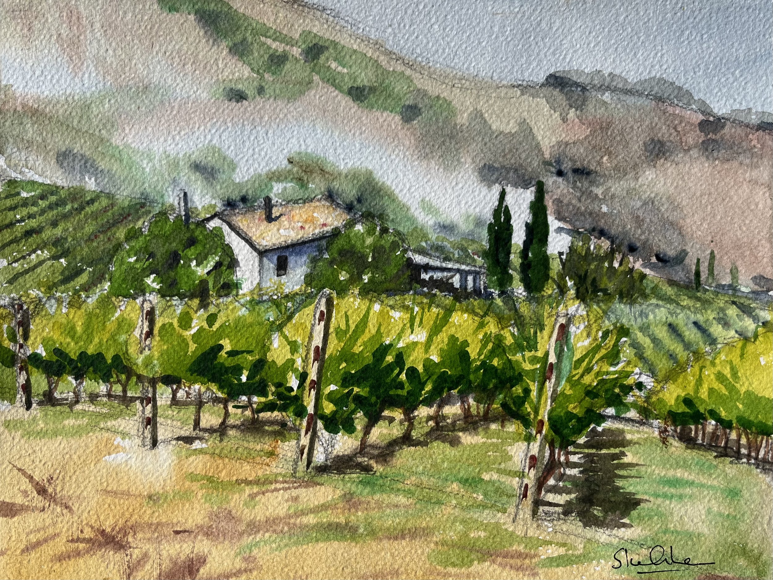 Vineyard Valdaso (SOLD)