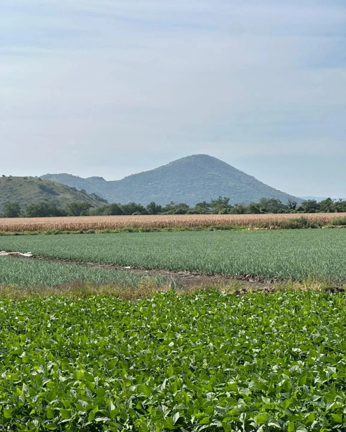 A simple vista... &iquest;cu&aacute;les son los cultivos de esta foto?