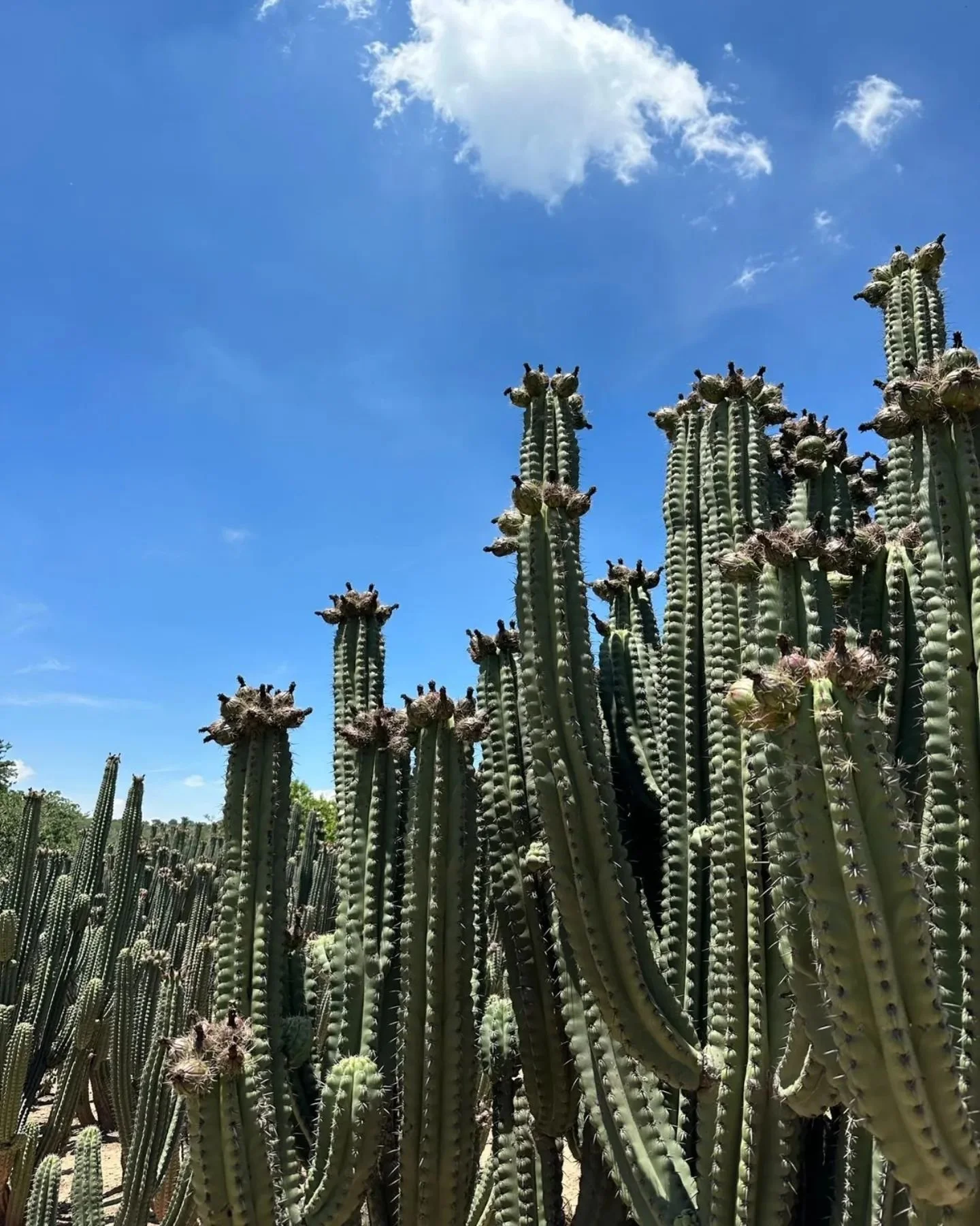 D&iacute;a de campo con el equipo de trabajo. 

&iquest;Conocen la pitaya? Deliciosa fruta de temporada, hoy pudimos disfrutar de las &uacute;ltimas!! Nos recibieron en Pitzotlan, Morelos para desayunar y compartir. Que linda la gente de Morelos, jun