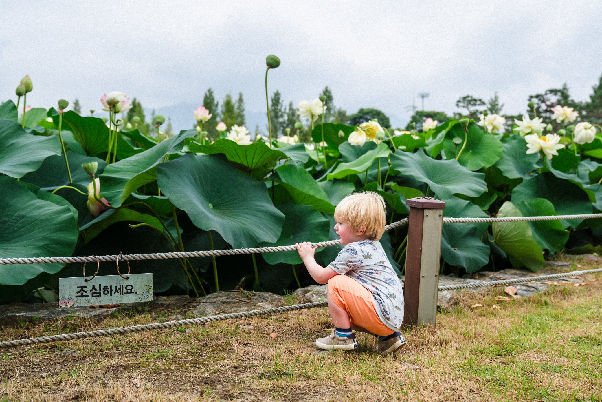 Lotus Flowers At Semiwon Garden Erin Henderson Lotus Flowers At Semiwon Garden Erin Henderson