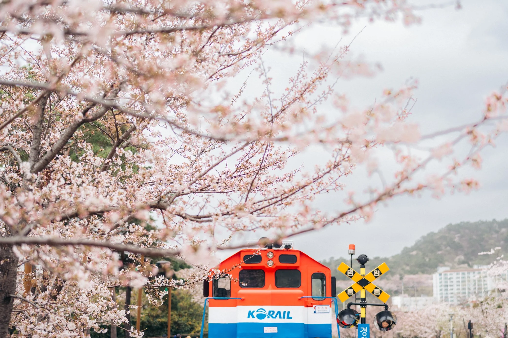 Cherry blossom road trip in South Korea: A 7-day itinerary from Busan to Seoul