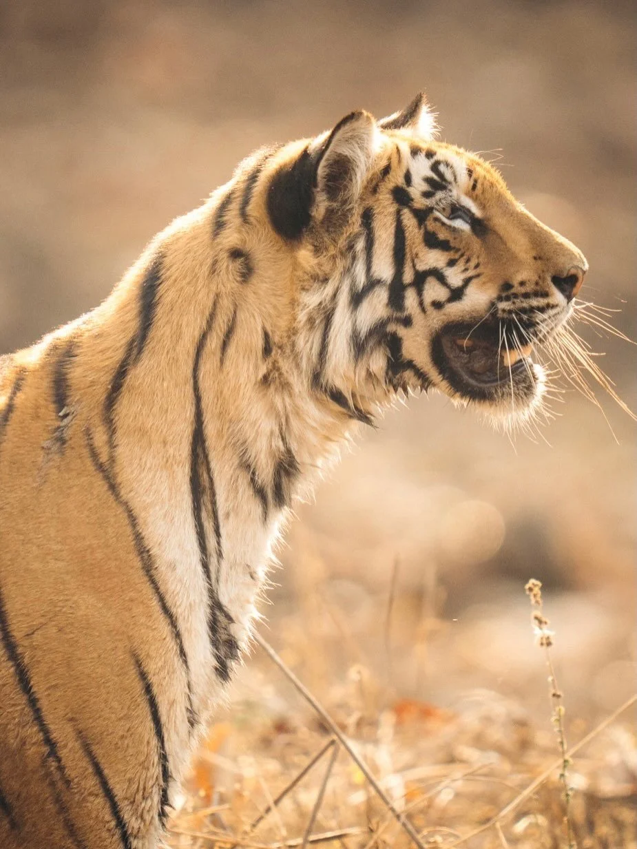 We spent so much time with these two (three technically, their mom was there for a while too). It was our first really long sighting and one I won&rsquo;t forget. After watching the three at the watering hole for a while, we decided to do one more ci