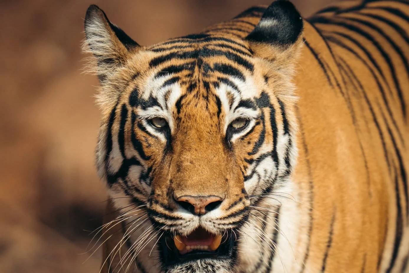 Day two in Tadoba, we started the morning with a beautiful sighting of Tigress Roma and a pack of wild dogs in the core (images 1-4), and ended the day watching Tiger Collarwala (who was recently in a scuffle) in the buffer zone. 

This series of ima