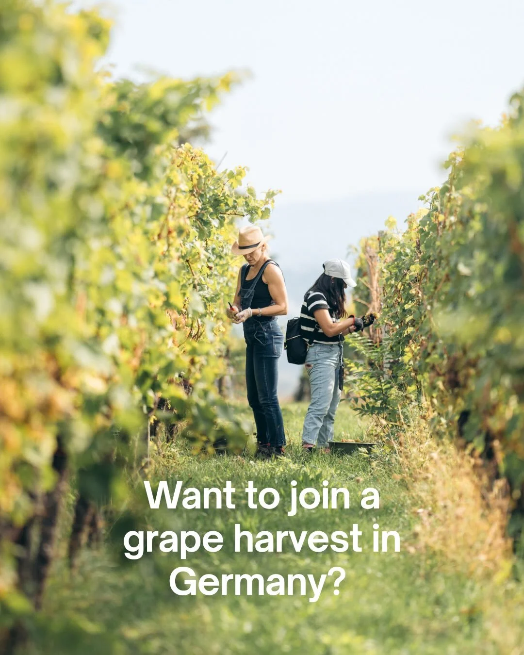 Here&rsquo;s how you can spend a morning harvesting grapes alongside local winemakers.

Work alongside vineyard owners and volunteers.

You&rsquo;re joining families who have been harvesting these vineyards for generations. 

Expect several hours of 