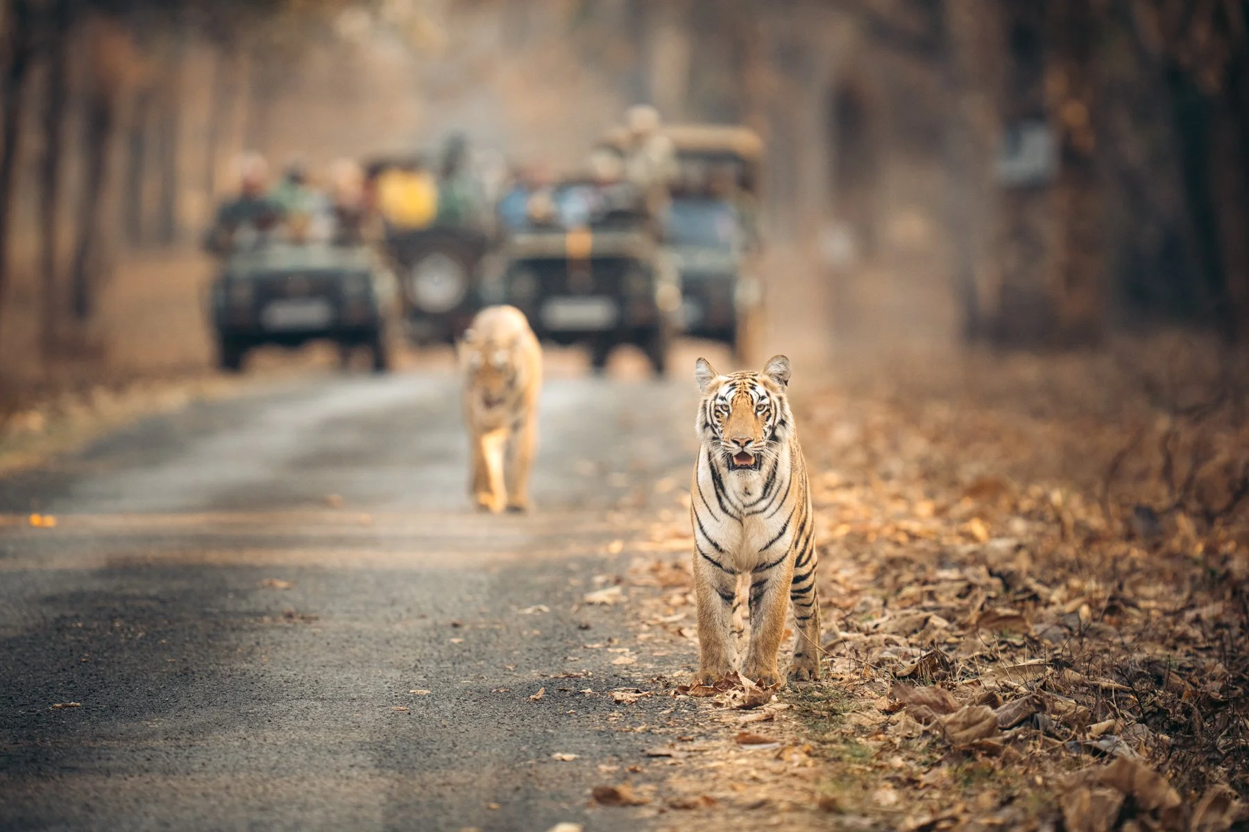 Chasing tigers in India: A tiger safari in Tadoba, Pench &amp; Kanha