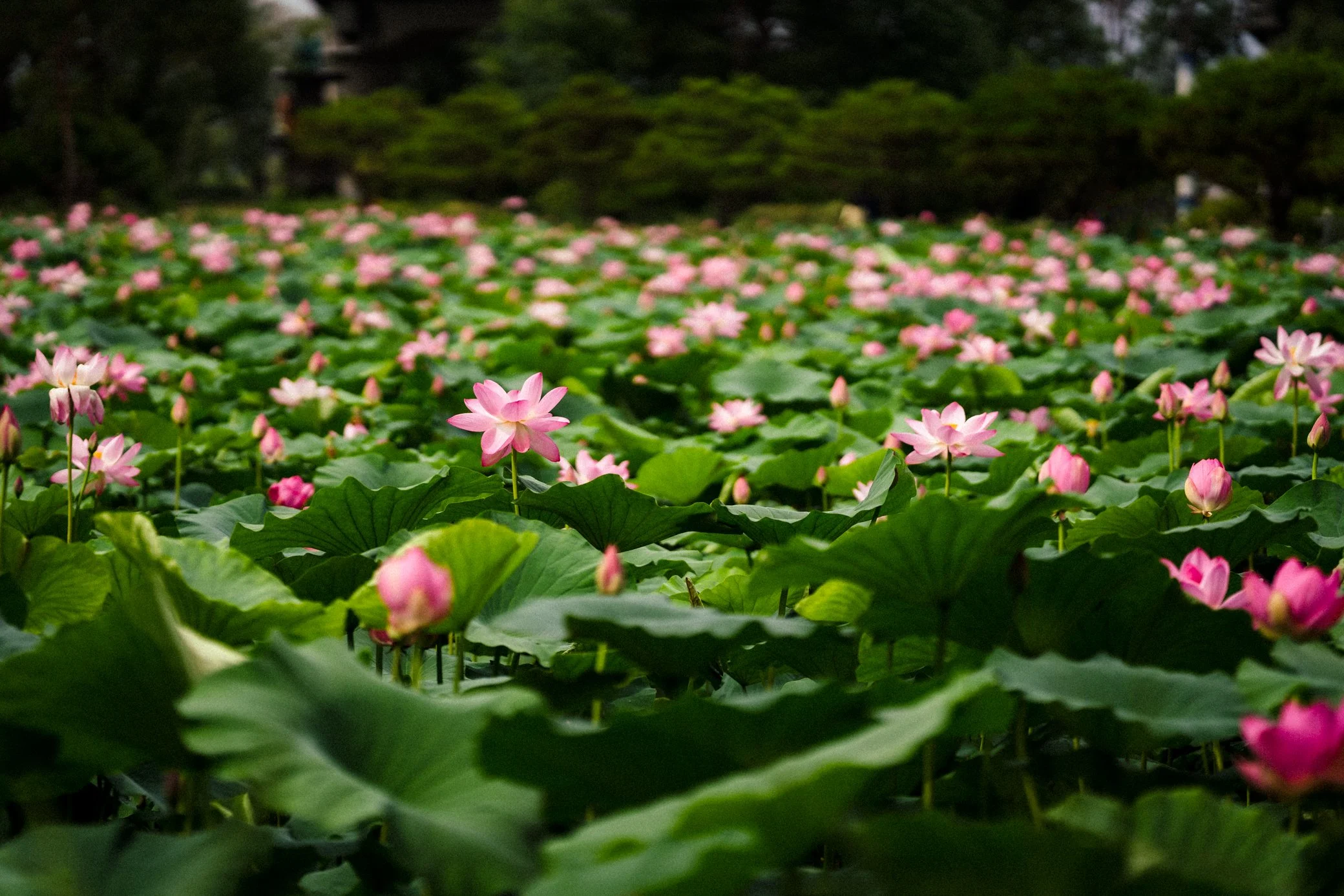 Lotus Flowers At Semiwon Garden Erin Henderson Lotus Flowers At Semiwon Garden Erin Henderson