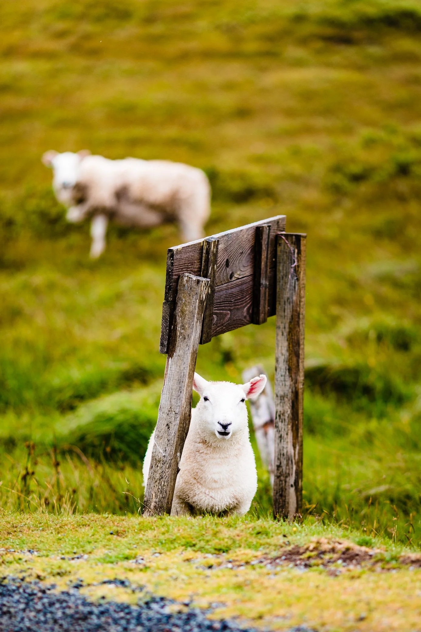 Scotland 