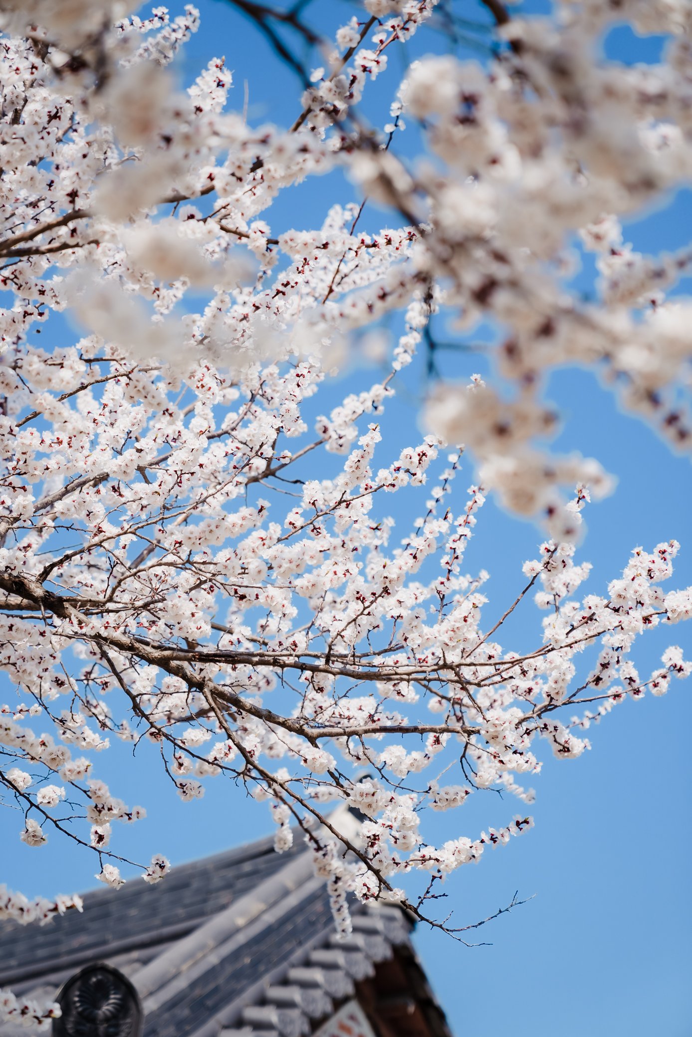 jeonju_cherry_blossoms.jpg