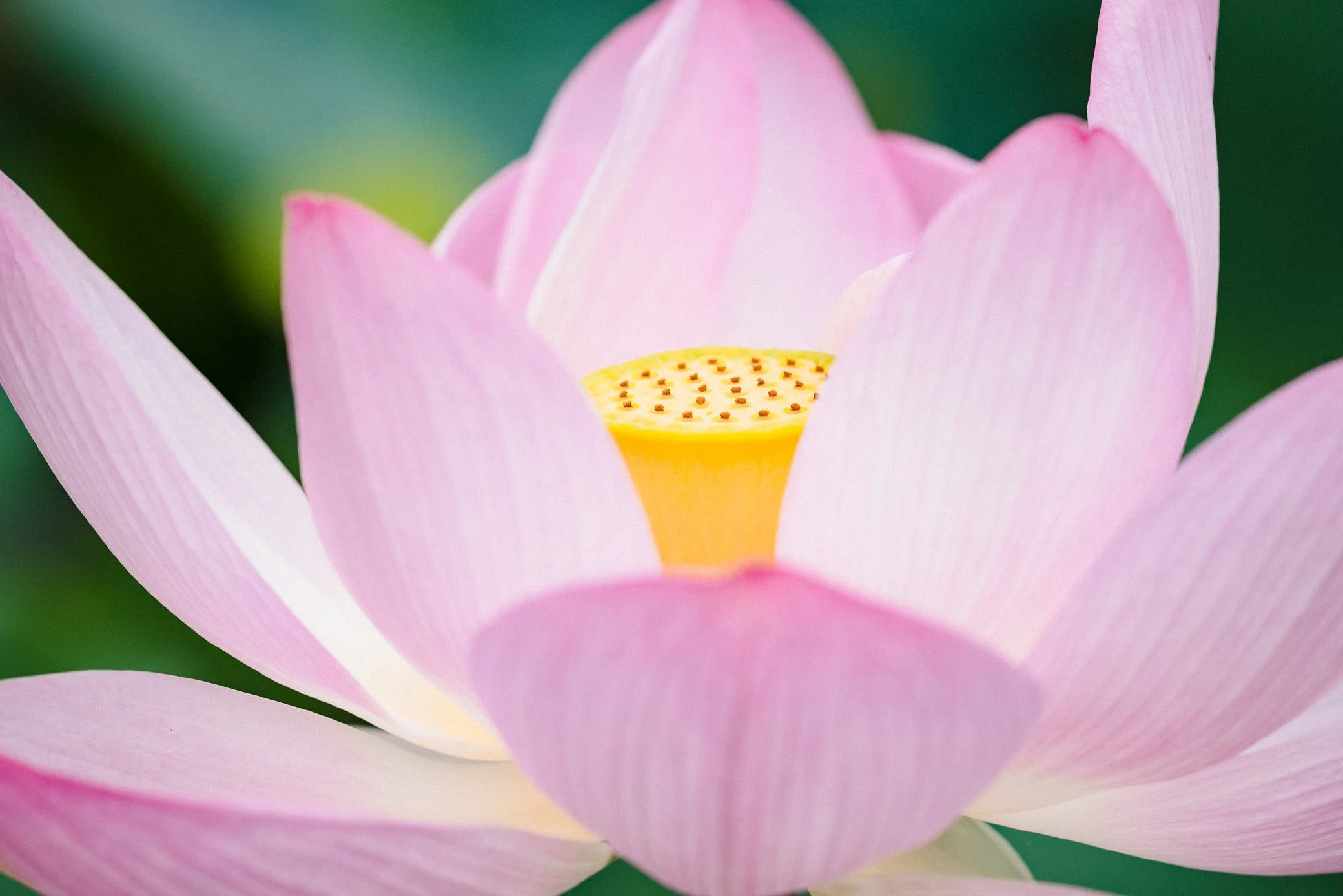 Lotus Flowers At Semiwon Garden Erin Henderson Lotus Flowers At Semiwon Garden Erin Henderson