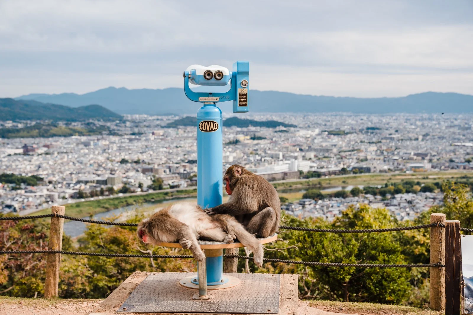 Views of Kyoto while a macaque cleans another_.jpg