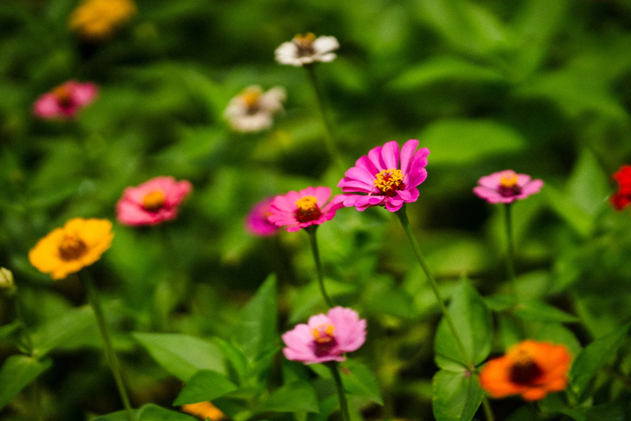 Lotus Flowers At Semiwon Garden Erin Henderson Lotus Flowers At Semiwon Garden Erin Henderson