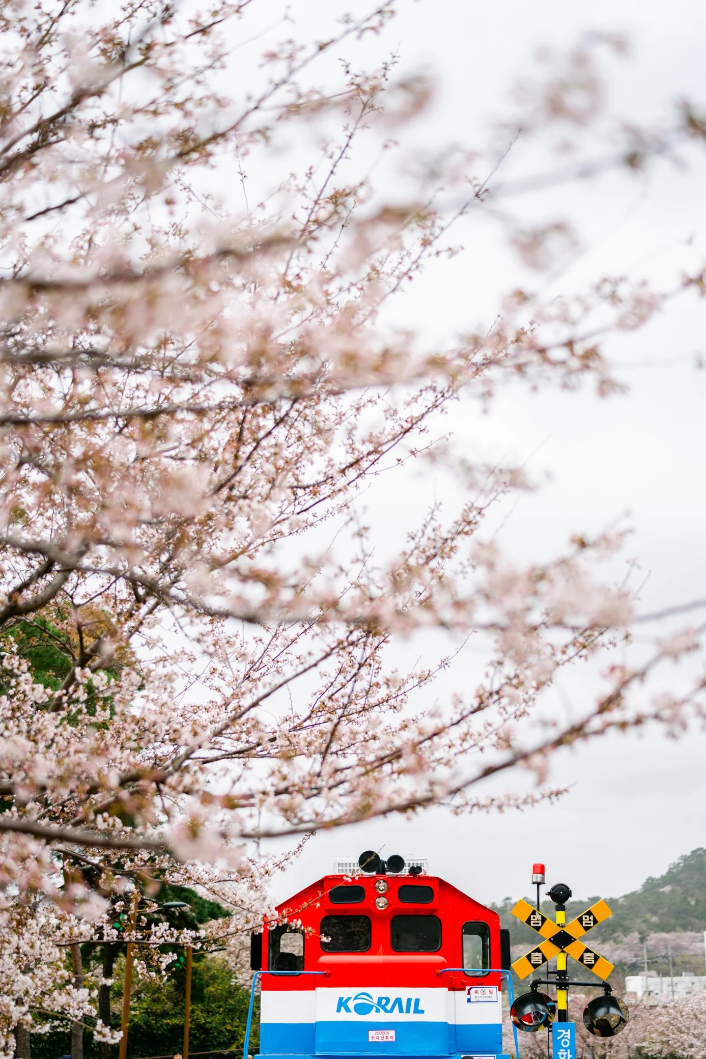 Jinhae Cherry Blossom Festival