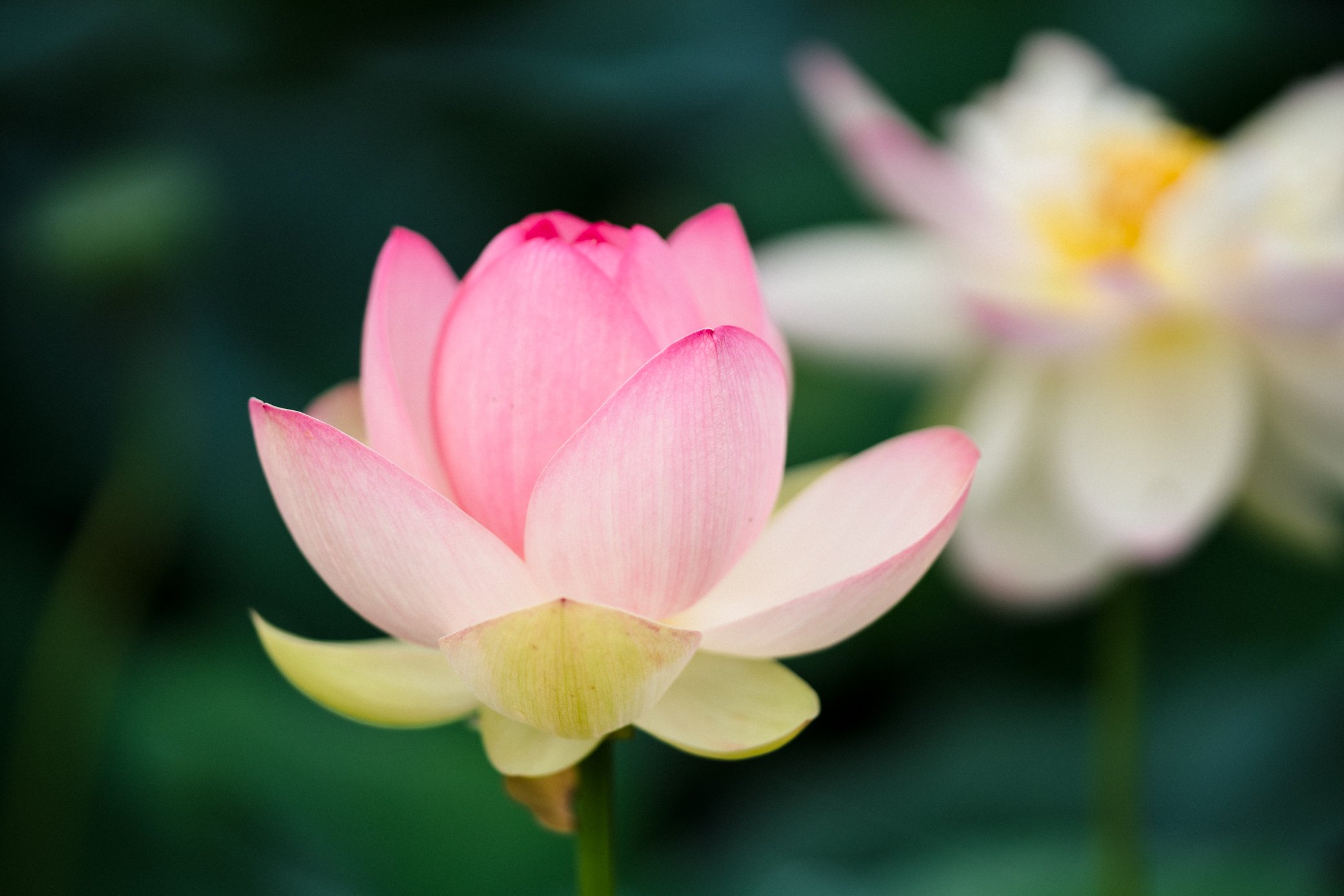 Lotus Flowers At Semiwon Garden Erin Henderson Lotus Flowers At Semiwon Garden Erin Henderson