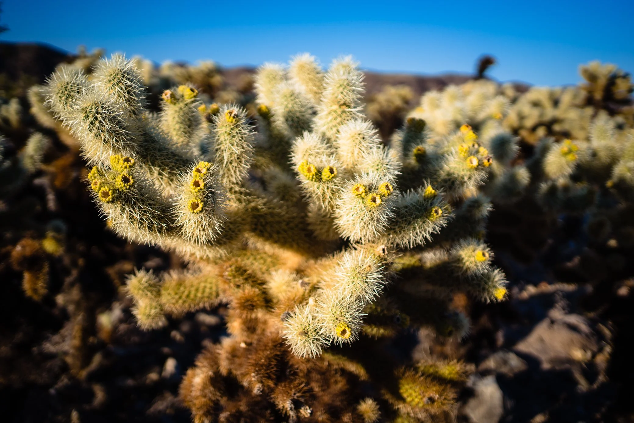 Cholla Cactus Garden, Joshua Tree
