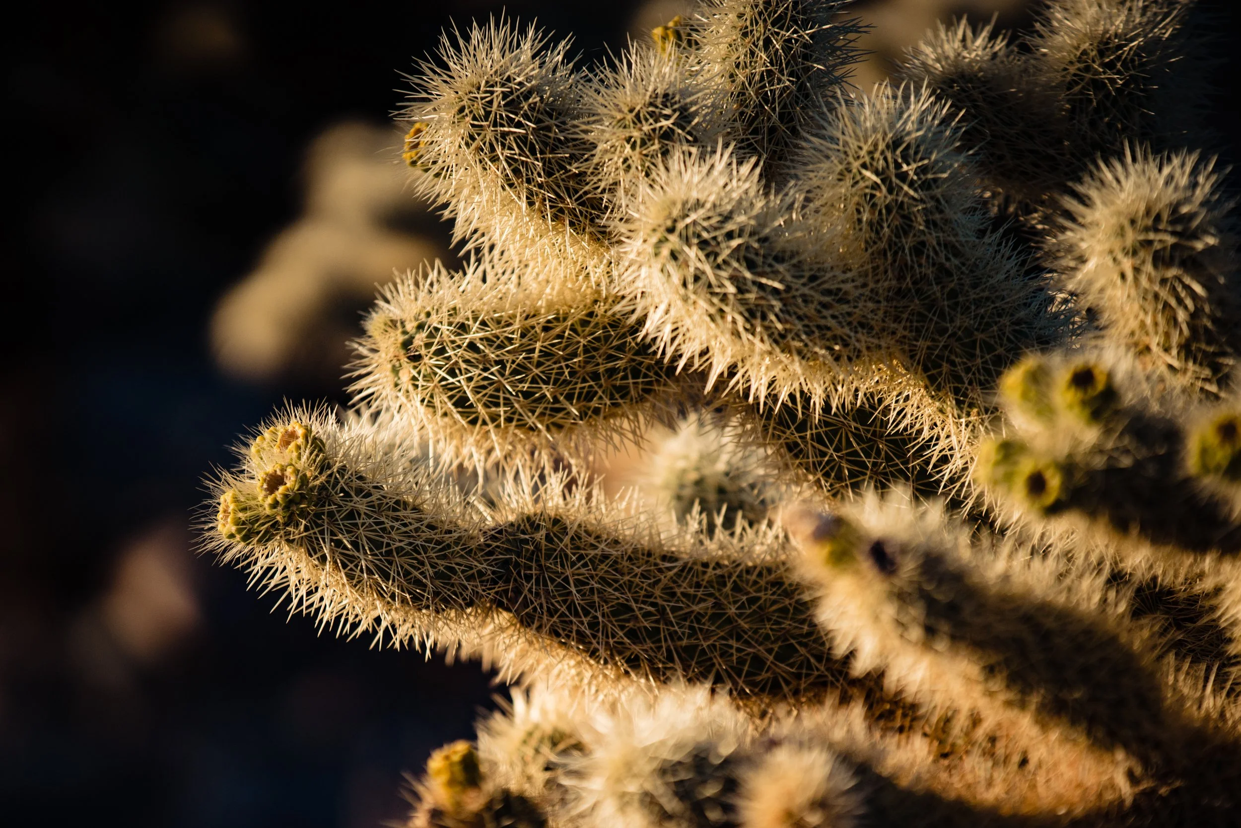 Cholla Cactus Garden, Joshua Tree
