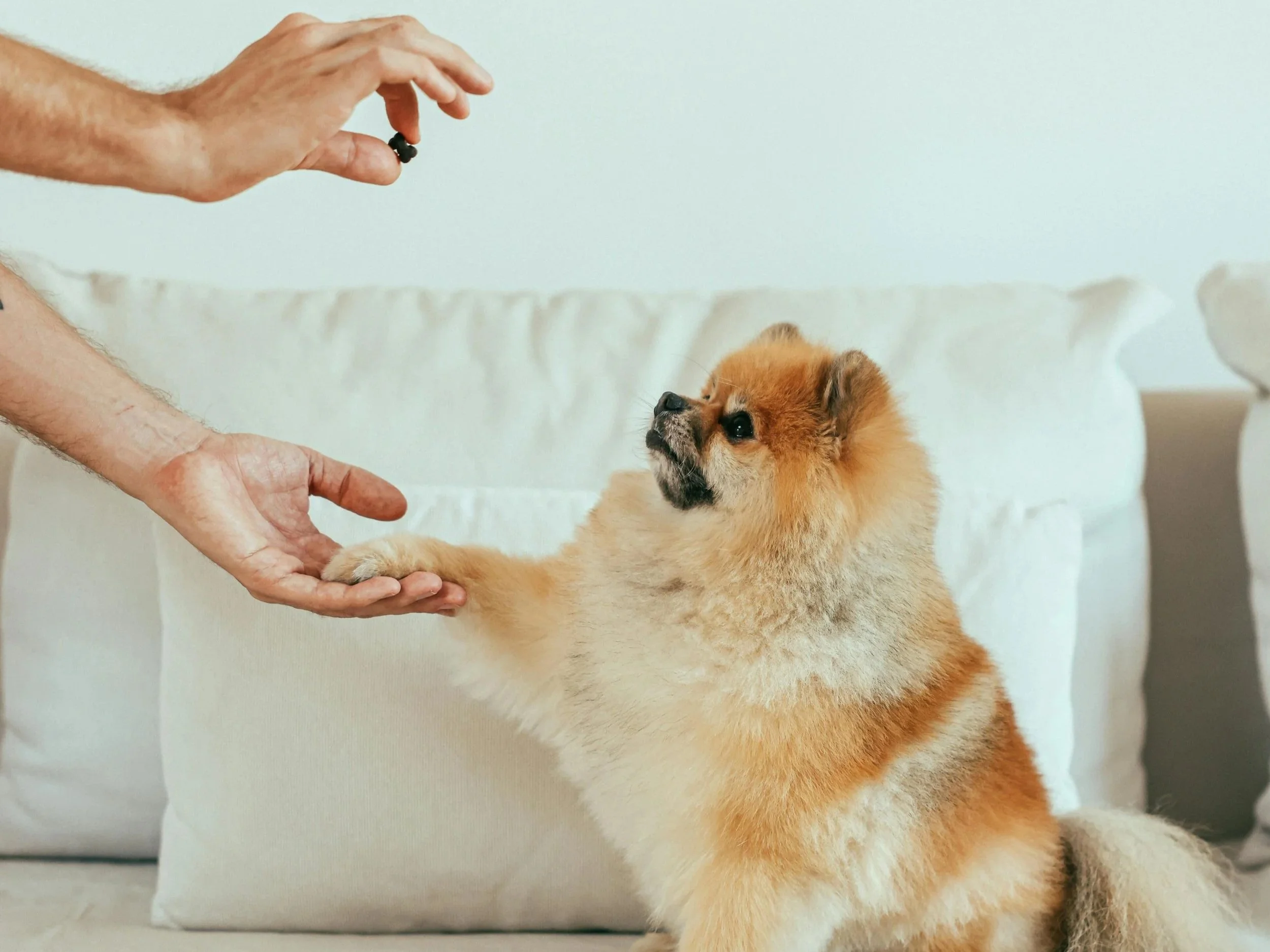 Belohnungs-basiertes Lernen oder wie ich alte Gewohnheiten ablege