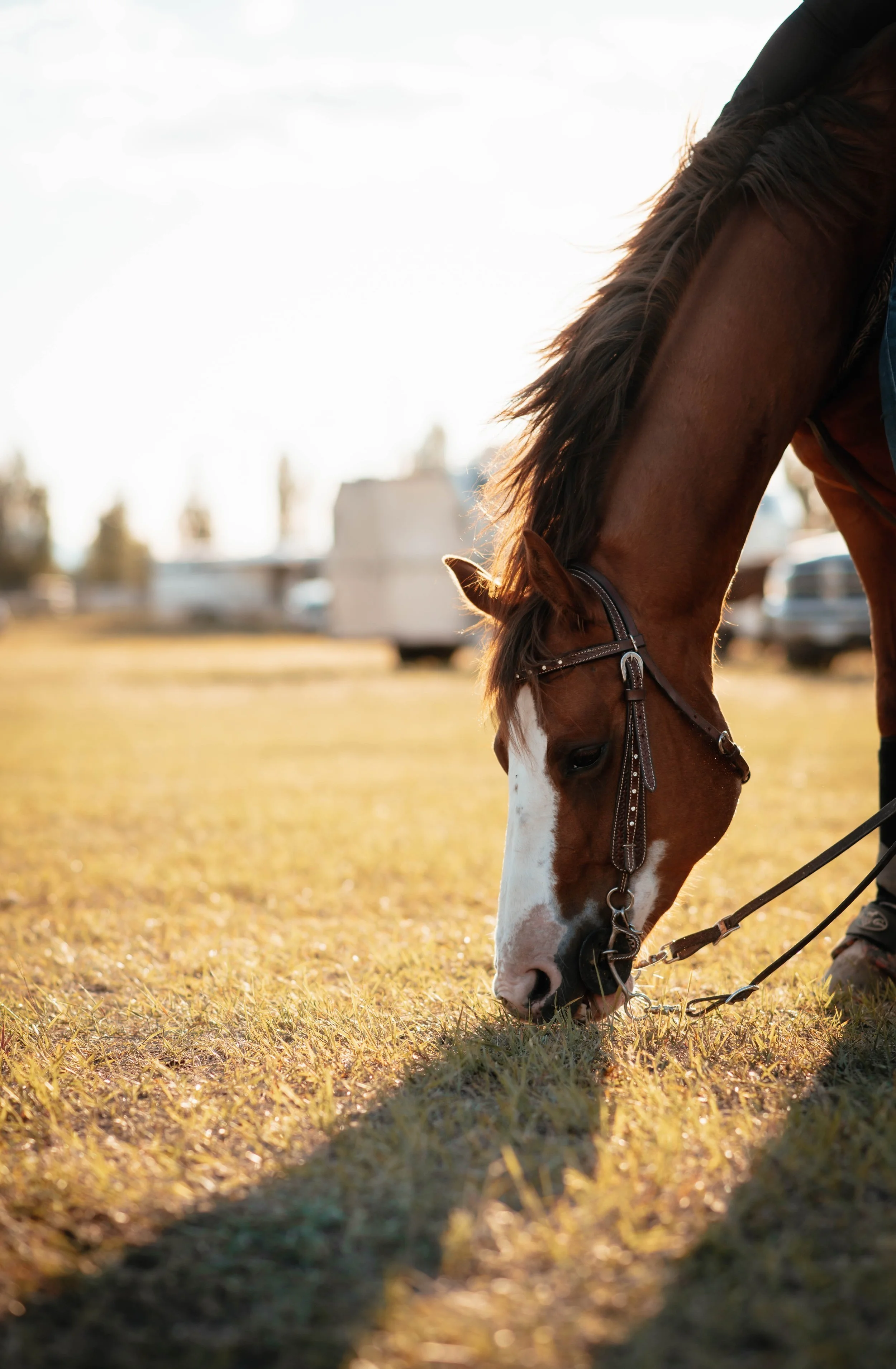 How to Prevent Colic and Ulcers