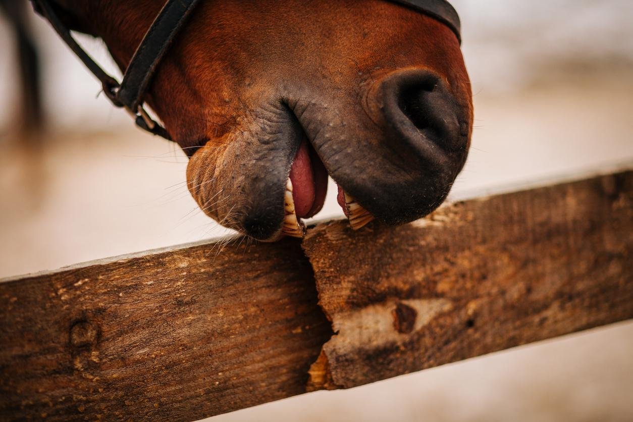 Horse Cribbing