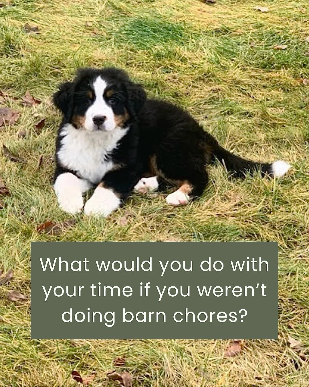 What happens when we shift some of our time from work into play? For our customer Wendy, it looked like bringing home a new Bernese Swiss Mountain puppy named Breagha. 

Wendy is very dedicated to the feeding routine of her 3 horses, ranging from 14 