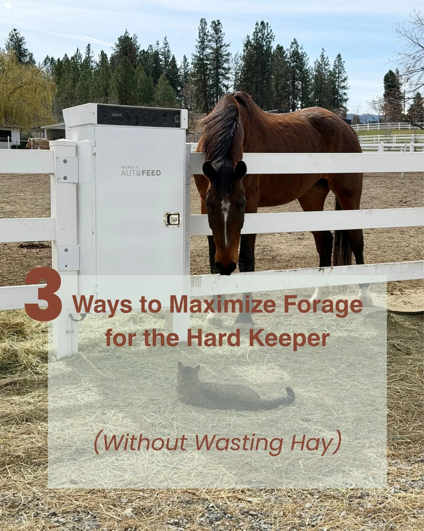 Caring for the hard keeper is more than endless access to hay 🐴🌾

1️⃣ Creating a feeding routine with specific meal times can help reduce anxiety and anticipation. Scheduling seven to eight feeding times will give your horse regular access to hay, 