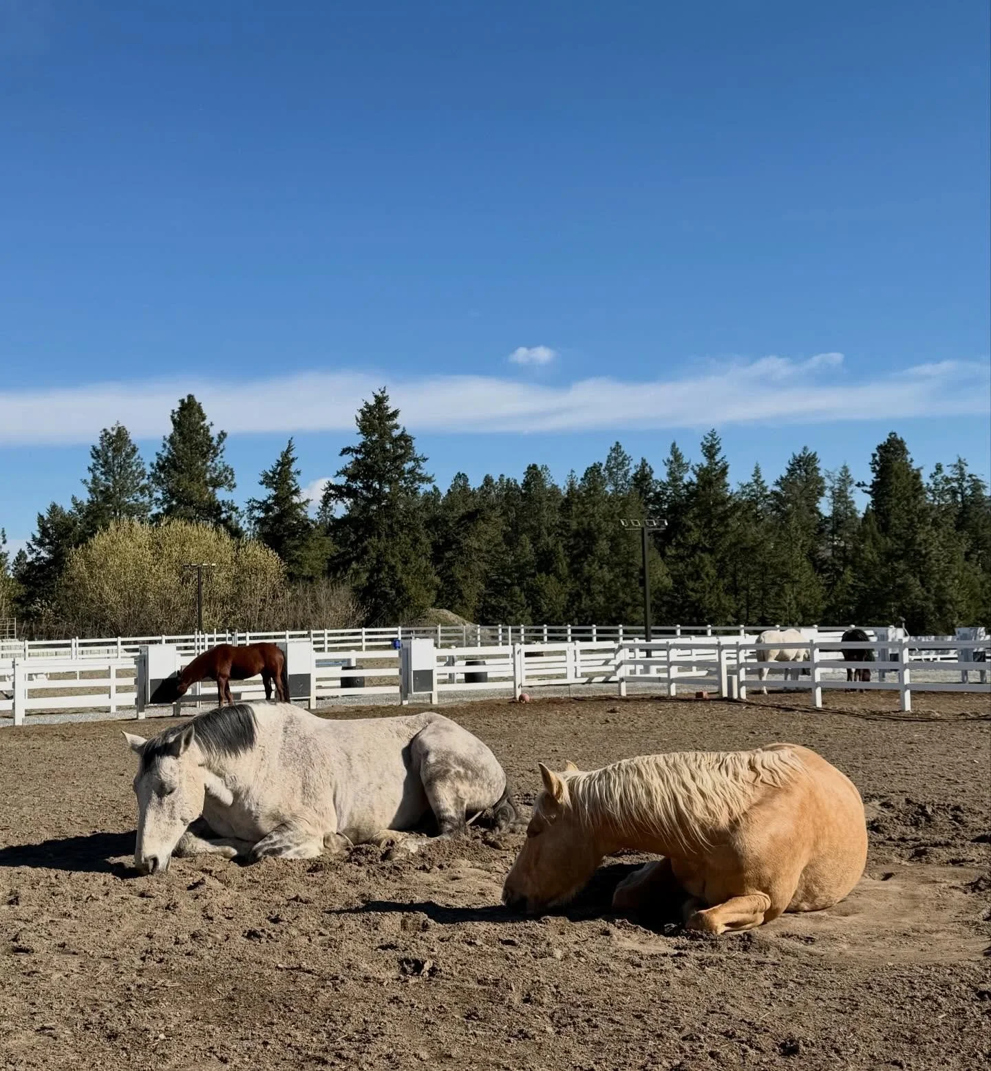 Forage, Friends, &amp; Freedom 🐴🌾

When building your horse&rsquo;s routine, the 3 F&rsquo;s are cornerstones of quality care. 

🌾 Forage - Speak with your vet or equine nutritionist about the right hay for your horse and their workload. Things to