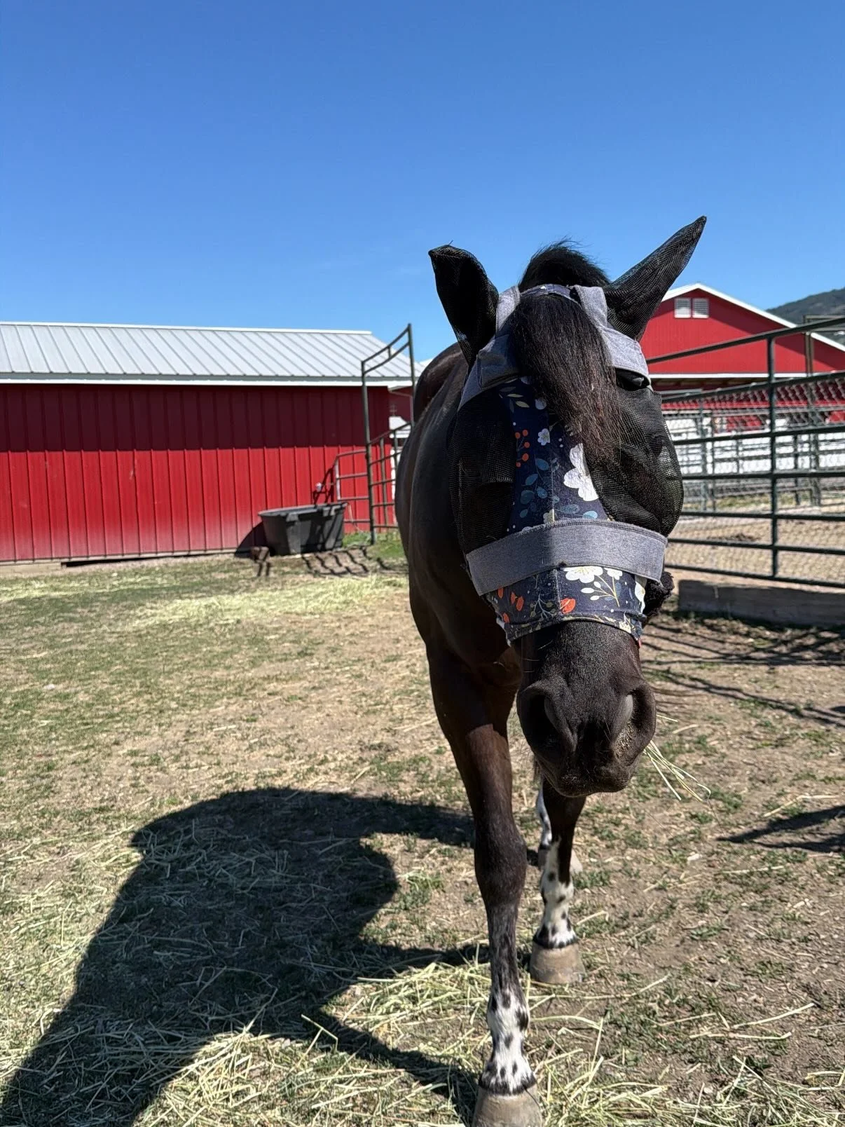Installing feeders and trying on @hoofstep halters were the first steps in our equine study with the University of Guelph ✅

The team will be collecting data over the next 3 months to better understand the qualitative and quantitative benefits of usi