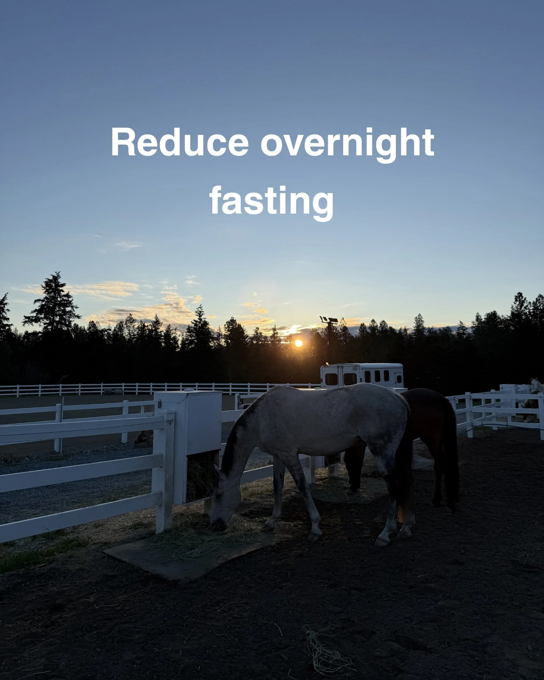 By 5:18 a.m. this group of horses was halfway through their first feeding of the day ☀️

It&rsquo;s common for horses to have their evening feed followed by a 7 or 8 hour break until their morning feed. 

The constant production of stomach acid can m