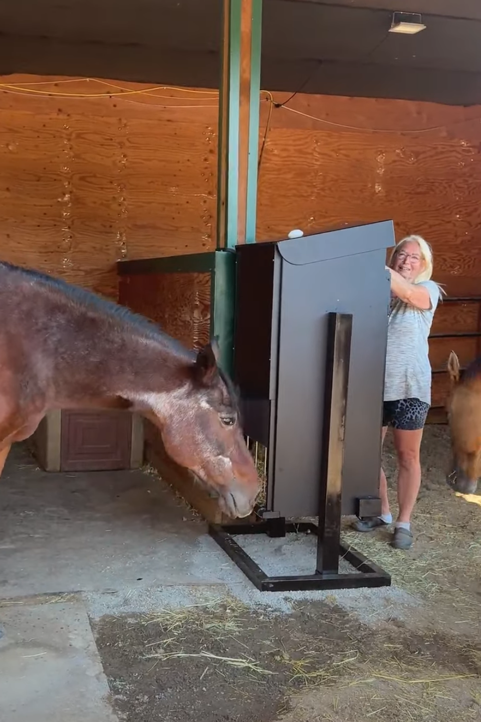 hay feeder for senior horses