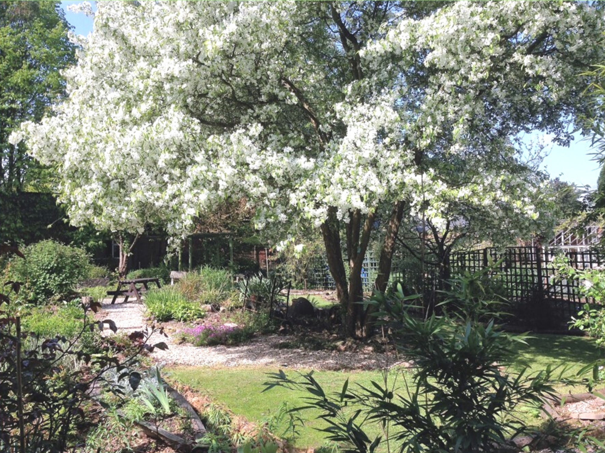 blossom.png