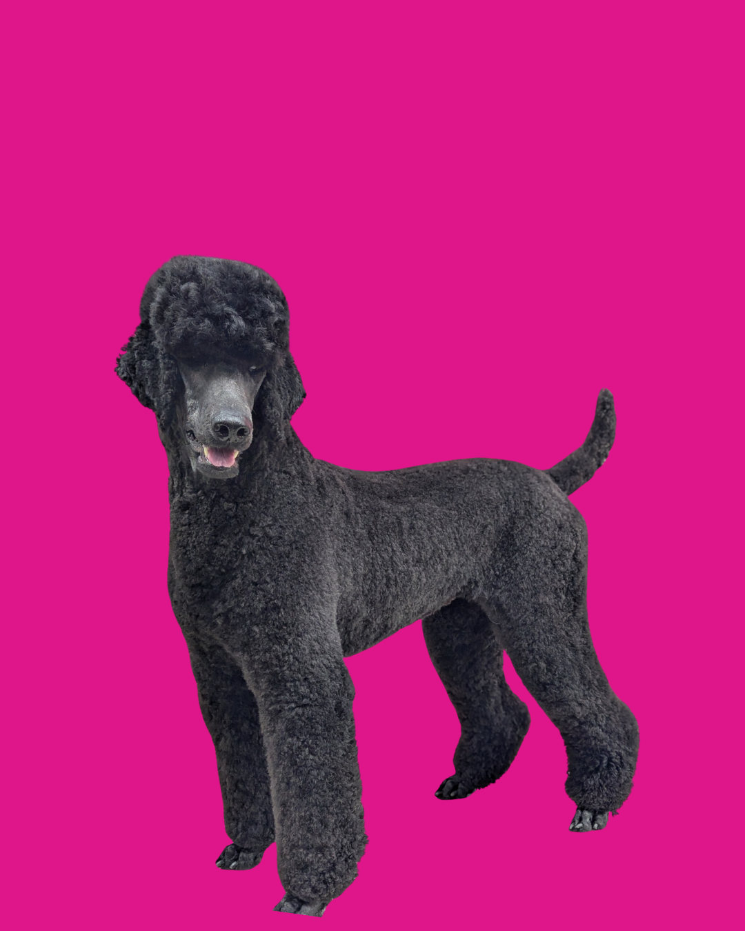 Train Your Dog The Moving Stand 