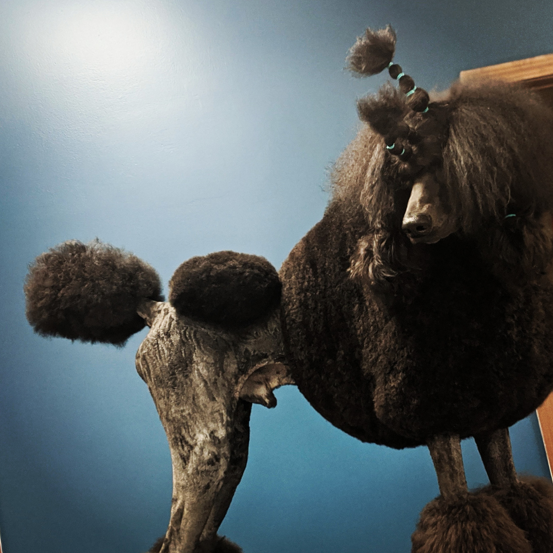 What is Coat Damage and How to Prevent It