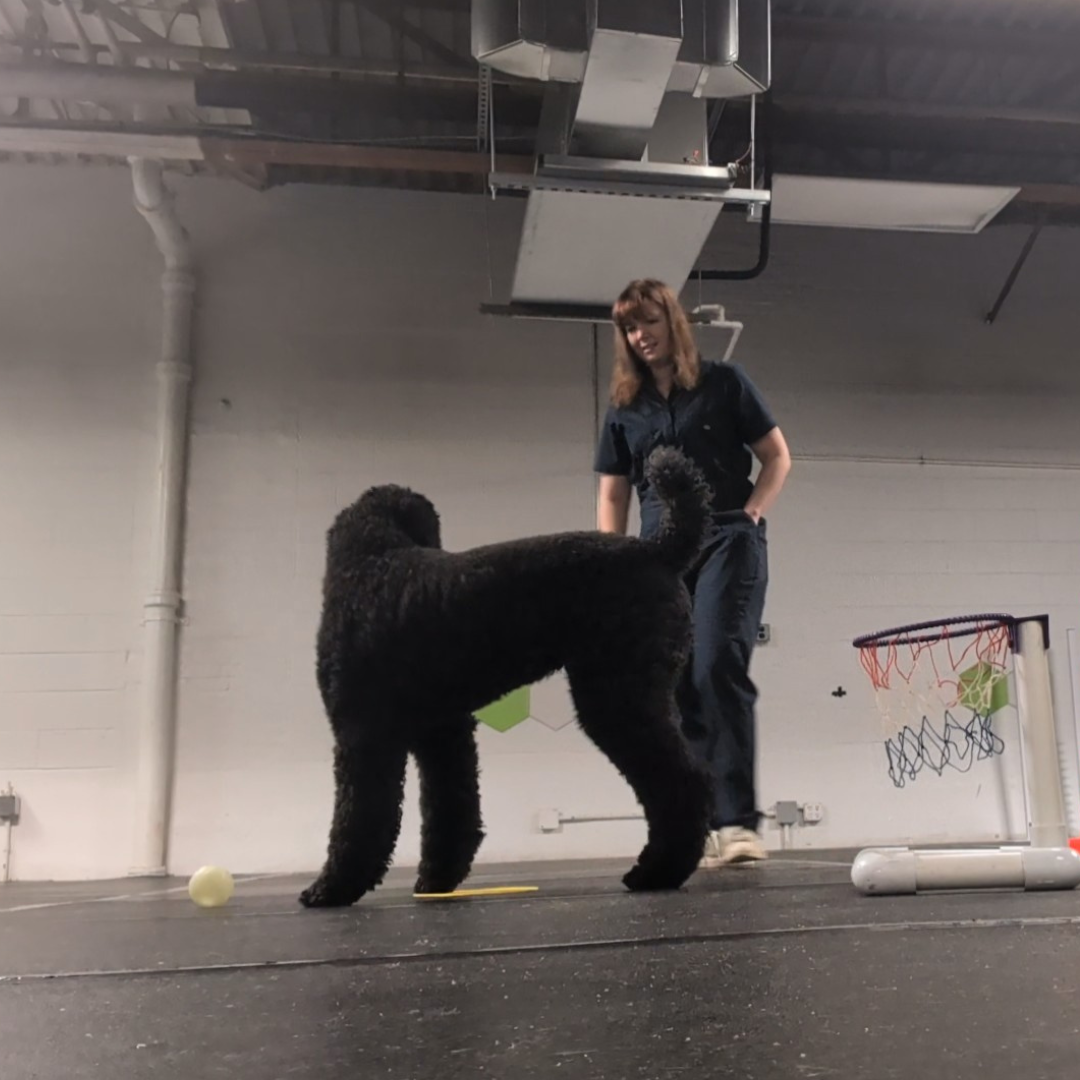 How to Make Videos of Your Dog’s Training