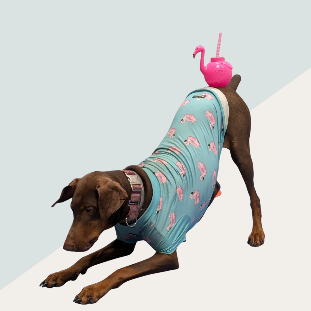 Take a Bow: Training Challenge 