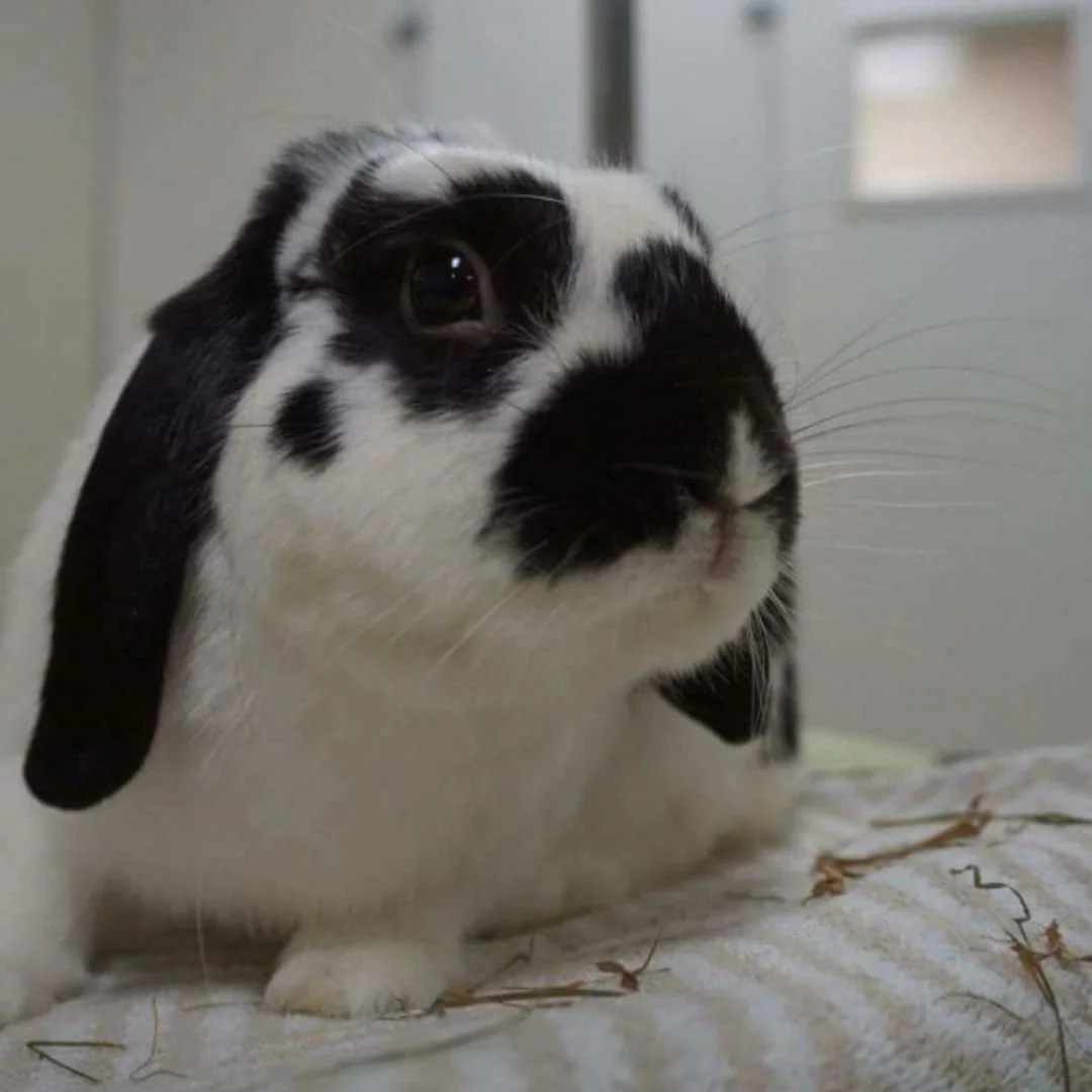 What Chickens, Rabbits, and Other Animals Have to Do with Dog Training