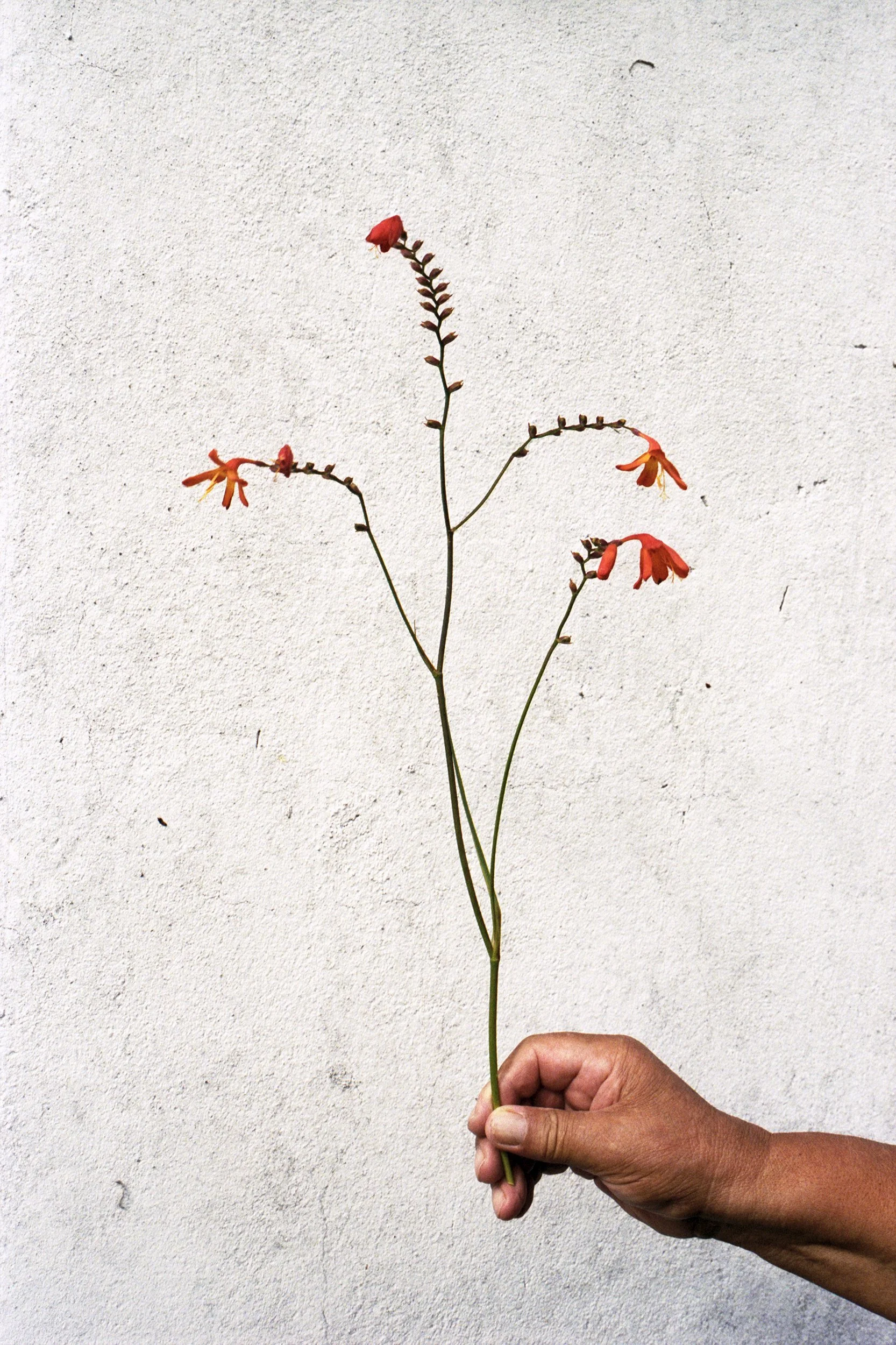 My father holding crocosmia - Galicia, Spain August 2021