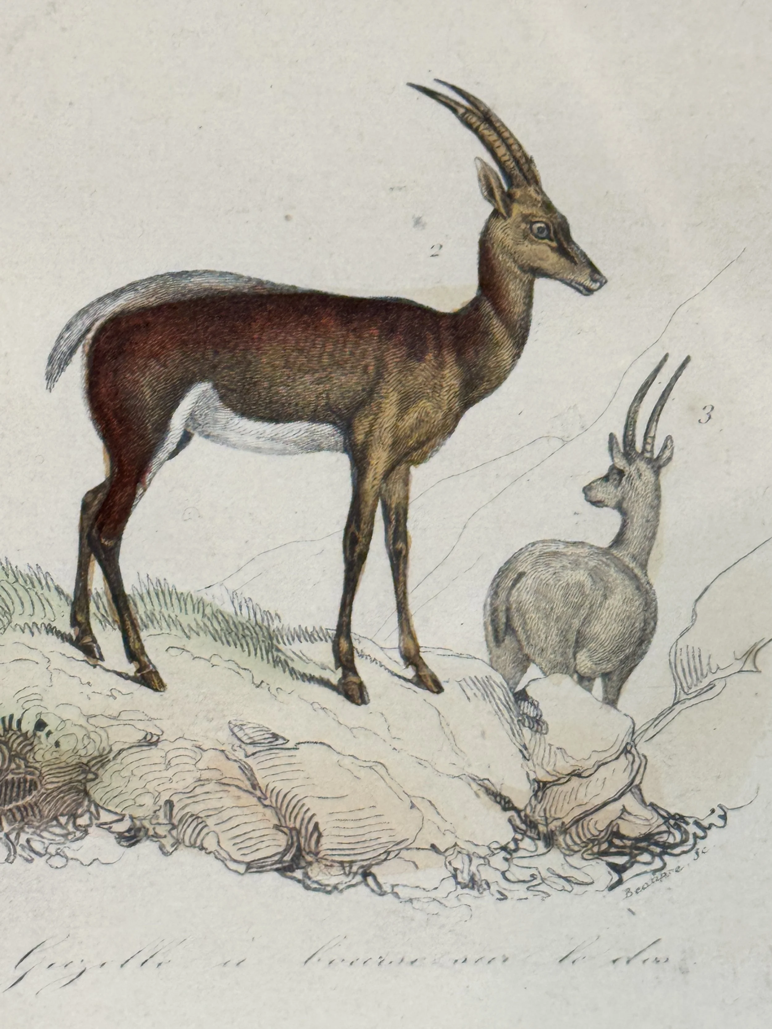 1840 Parisian Deer