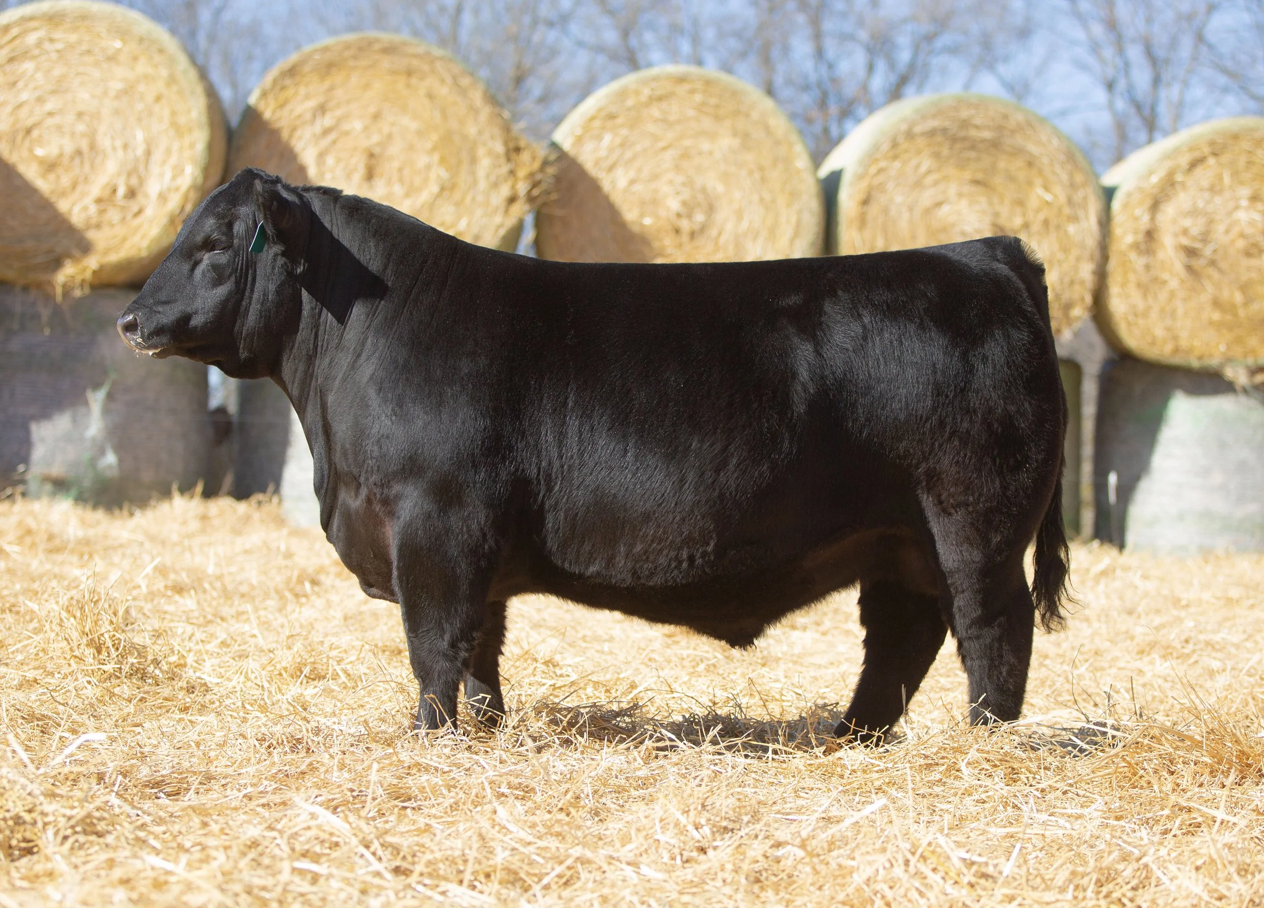 ELK Angus Herd Sires — E L K Angus