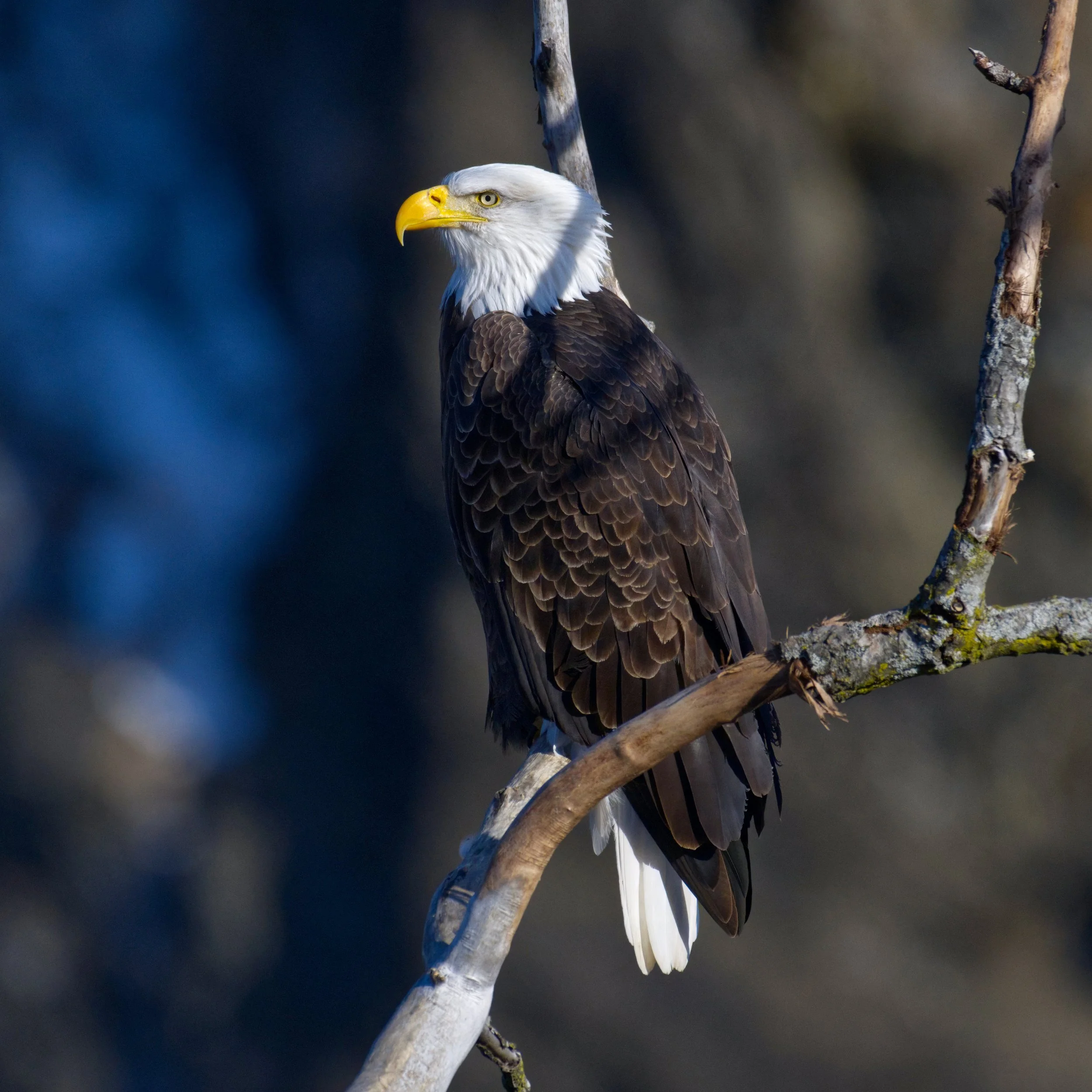 Adult Bald Eagles Cohoes Falls Cohoes NY 2026