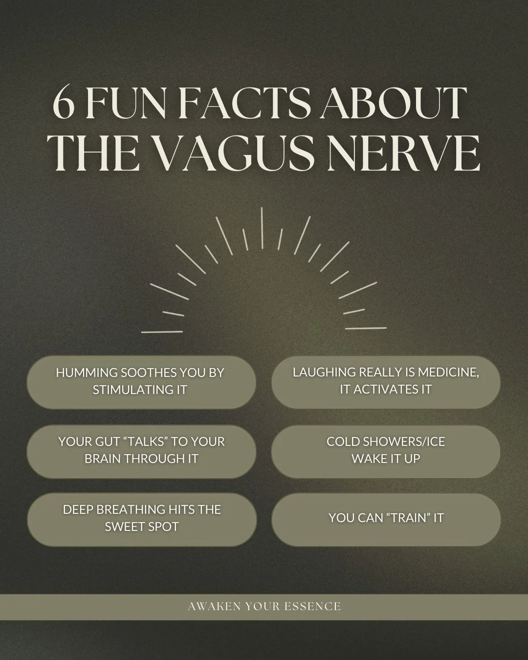 You've probably heard of the vagus nerve. It's the longest nerve in your body, running from your brain down through your neck, chest, and gut. It&rsquo;s a key player in your nervous system!

When it&rsquo;s happy and working well, it helps you bounc