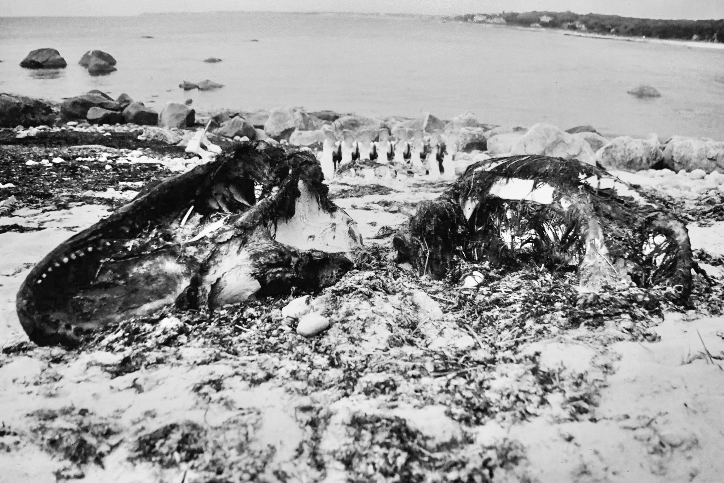 Dragon Bones
(2021),
35mm