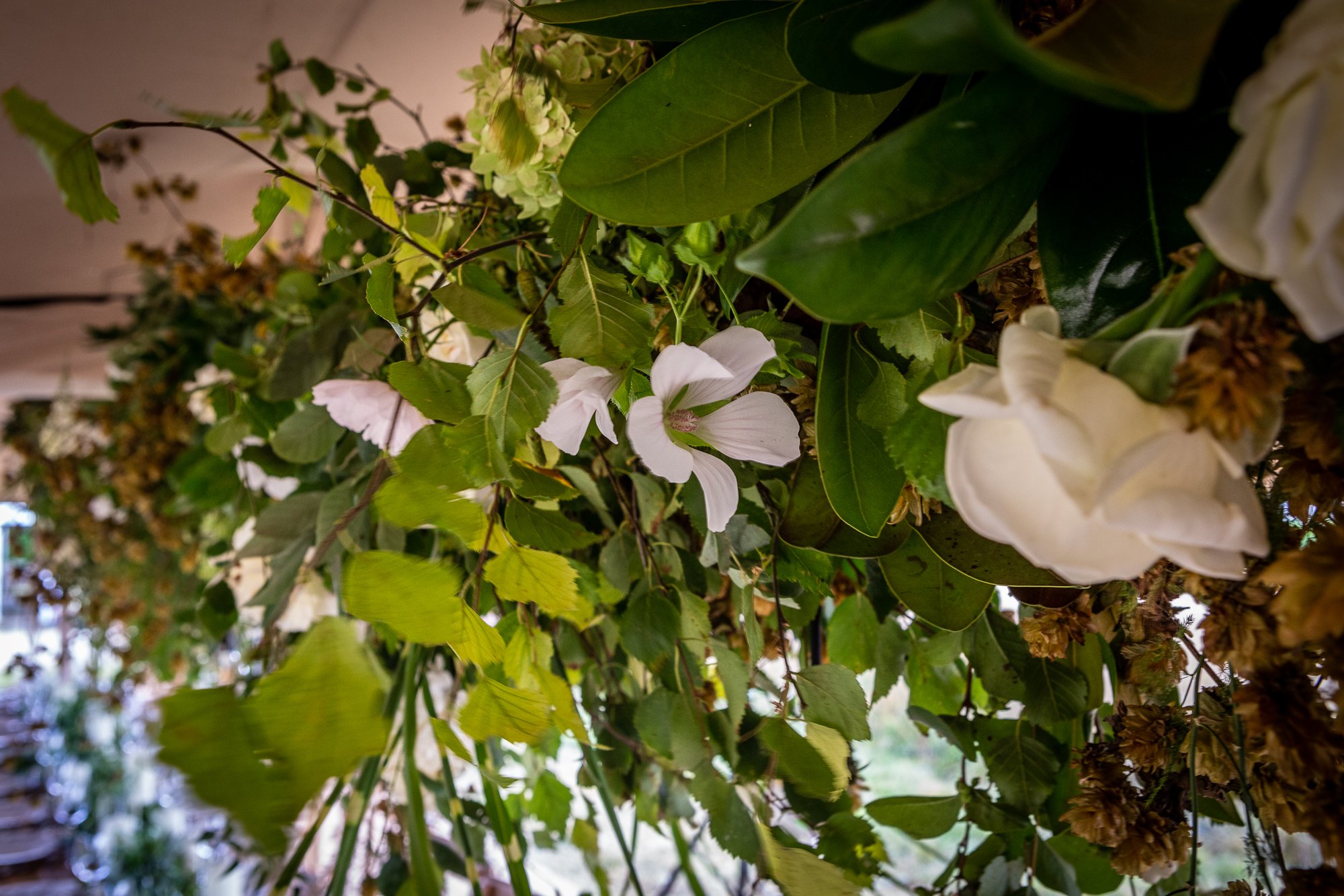 BabylonFlowers_India HicksCEllieWalpole-138.jpg