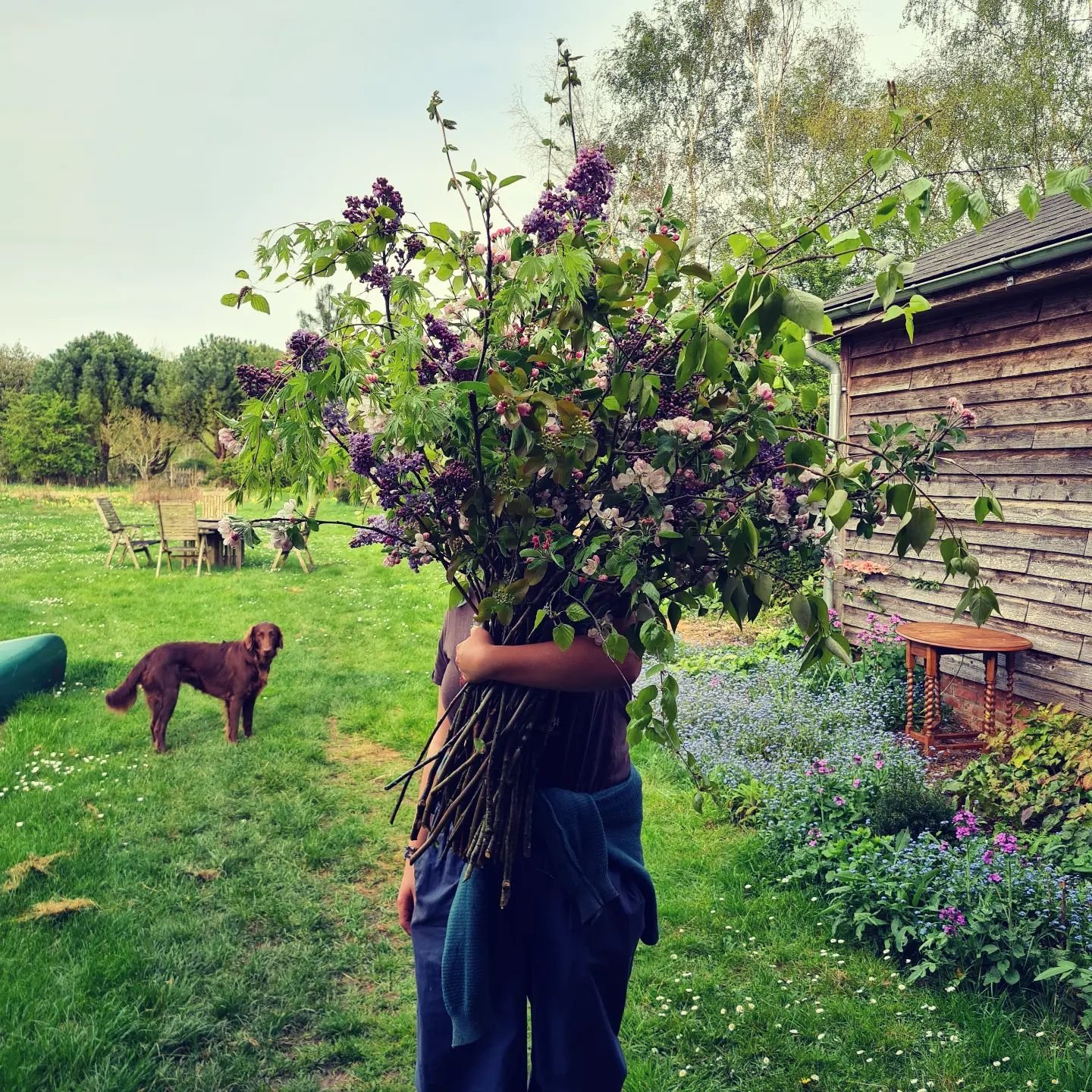 Armful of Spring blooms. 

I absolutely love apple blossom, especially in the arms of my daughter Iris, safely returned from her travels. ❤️💕😍