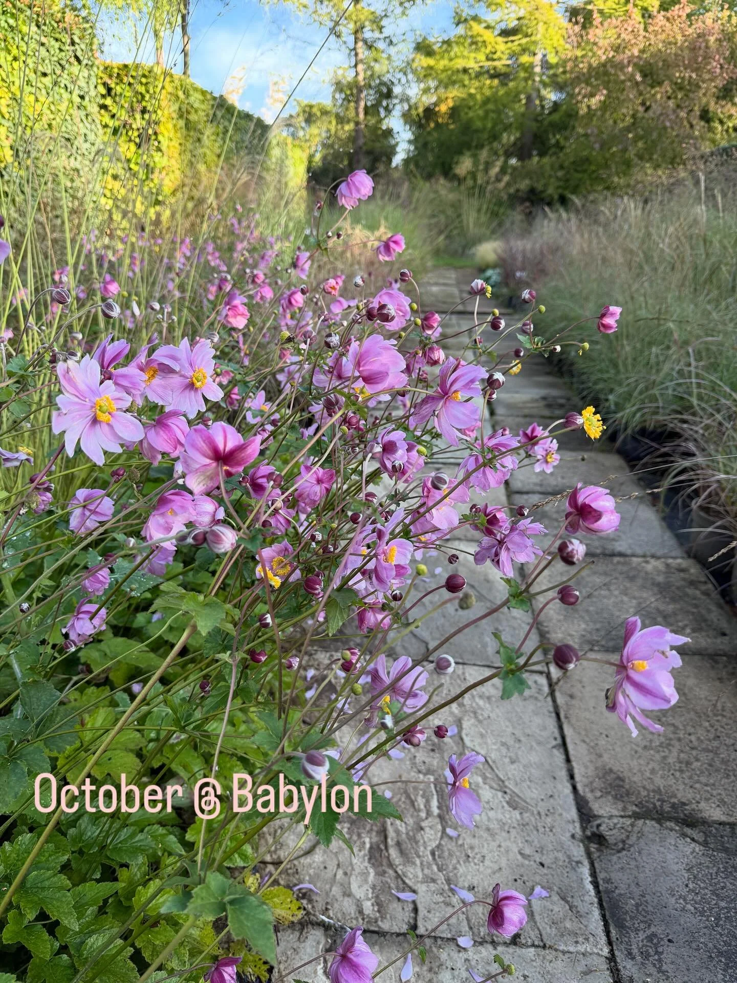 Just a few snaps from the beds in October . A slow fade into November