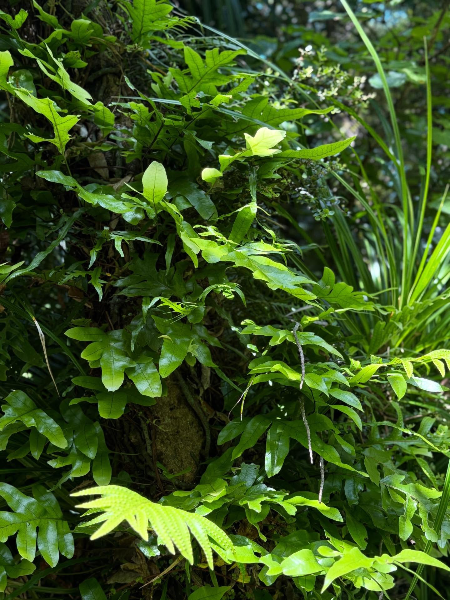 Whilst Alice is on maternity leave . I&rsquo;ve taken a month off to visit my sister in New Zealand. 
A week up in Keri Keri, Bay of Islands .
60km hike around Abel Tasman.
80km hike on The Queen Charlotte track (one day to go ) and then next week to