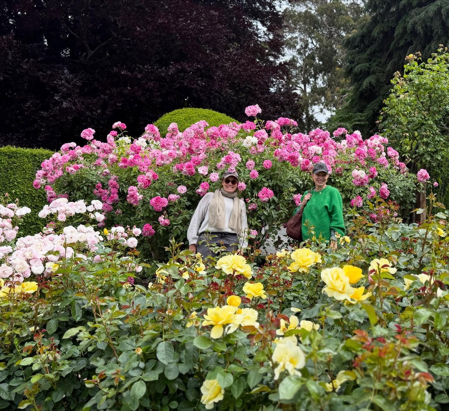 Supersonic roses in Christchurch Botanical Garden