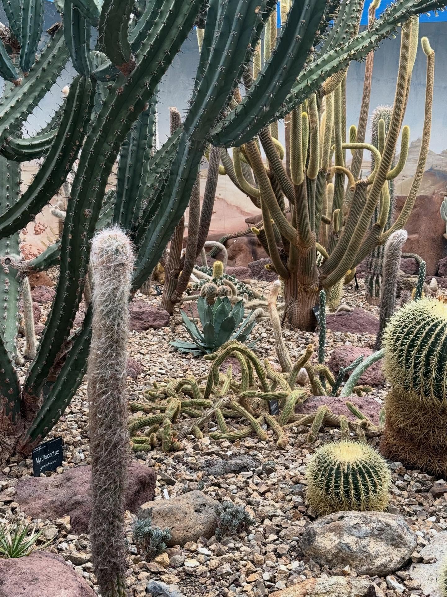 Cactii-Christchurch NZ