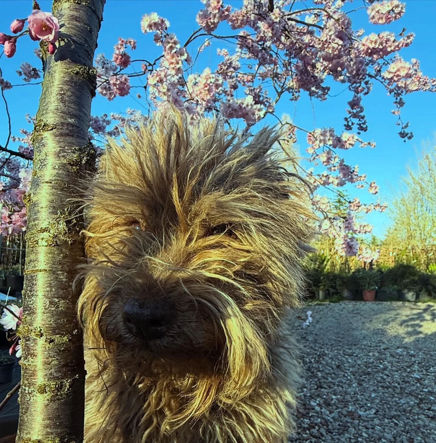 Luckily for @babylonplants unlike the residents of a certain road in Notting Hill, Coco doesn&rsquo;t do tick tock and isn&rsquo;t an influencer (although he did say if anyone would like to promote cheese he&rsquo;s up for it ) so our cherry blossom 