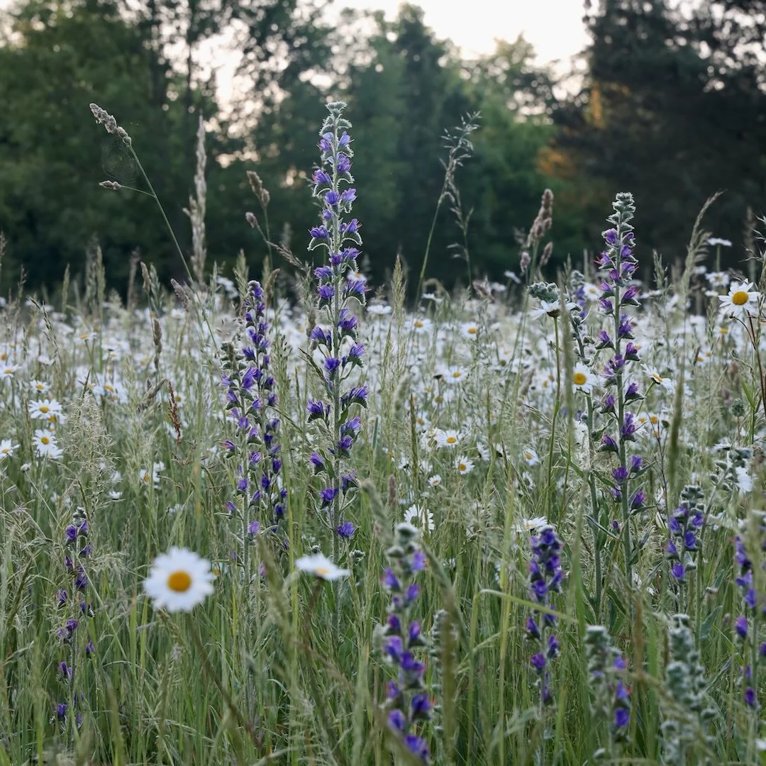 After the much needed rain the meadow at Babylon has exploded into a sea of oxe eye daises, punctuated by the occasional stand of echium.

Photo by @harrietchallis my brilliant friend who has just got one of her pieces into the RA Summer exhibition c