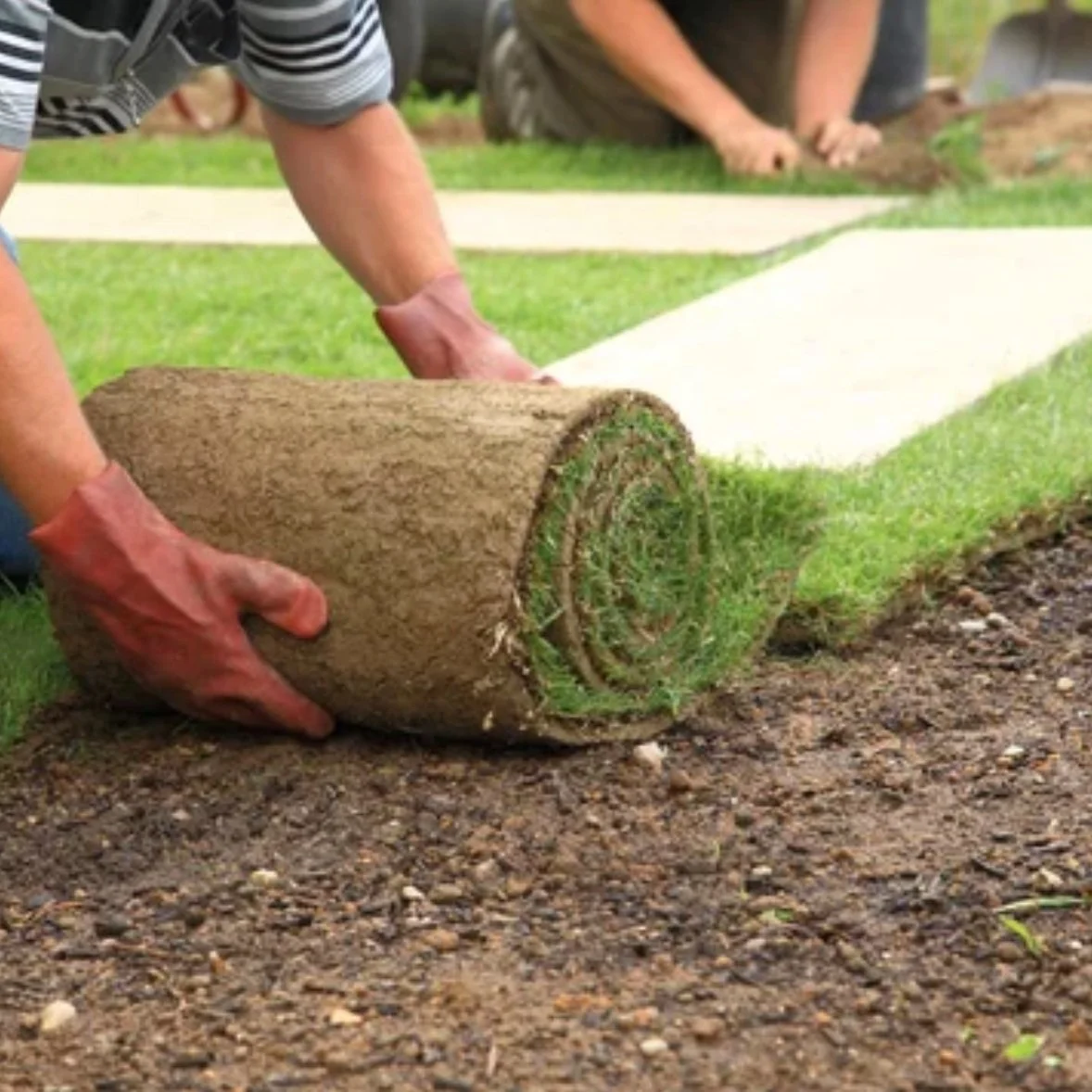 Person installing a rolled-up sod onto prepared soil for grass laying.