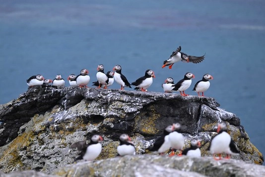 Day 9 - Vigur Island